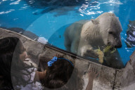 FEATURE - Eisbär im Sao Paulo Aquarium