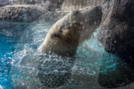 FEATURE - Eisbär im Sao Paulo Aquarium