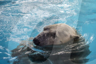 FEATURE - Eisbär im Sao Paulo Aquarium