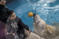 FEATURE - Eisbär im Sao Paulo Aquarium