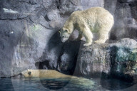 FEATURE - Eisbär im Sao Paulo Aquarium
