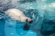 FEATURE - Eisbär im Sao Paulo Aquarium