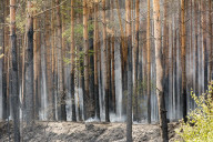 NEWS - Deutschland: Waldbrände in Brandenburg