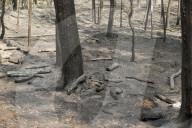 NEWS - Deutschland: Waldbrände in Brandenburg