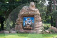FEATURE - Alle auf einen: Neun Löwinnen greifen einen Löwen im West Midlands Safari Park an