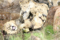 FEATURE - Alle auf einen: Neun Löwinnen greifen einen Löwen im West Midlands Safari Park an