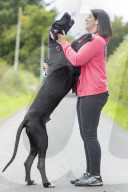 FEATURE - Doggen Welpe Arnie findet neues Zuhause