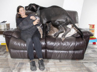 FEATURE - Doggen Welpe Arnie findet neues Zuhause