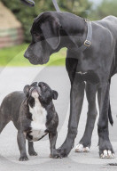 FEATURE - Doggen Welpe Arnie findet neues Zuhause