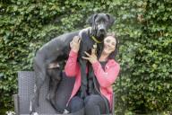 FEATURE - Doggen Welpe Arnie findet neues Zuhause