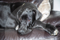 FEATURE - Doggen Welpe Arnie findet neues Zuhause