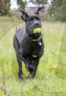 FEATURE - Doggen Welpe Arnie findet neues Zuhause