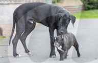 FEATURE - Doggen Welpe Arnie findet neues Zuhause