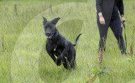 FEATURE - Doggen Welpe Arnie findet neues Zuhause