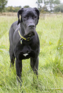 FEATURE - Doggen Welpe Arnie findet neues Zuhause