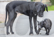 FEATURE - Doggen Welpe Arnie findet neues Zuhause