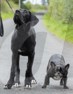FEATURE - Doggen Welpe Arnie findet neues Zuhause
