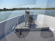 FEATURE - Unzertrennlich: Pensionierter Mathe Lehrer macht mit seiner Katze Stand Up Paddling