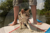 FEATURE - Unzertrennlich: Pensionierter Mathe Lehrer macht mit seiner Katze Stand Up Paddling