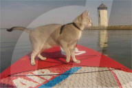 FEATURE - Unzertrennlich: Pensionierter Mathe Lehrer macht mit seiner Katze Stand Up Paddling
