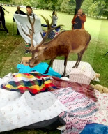 FEATURE - Uneingeladener Gast: Ein Hirsch macht sich über ein Picknick in Nottingham her