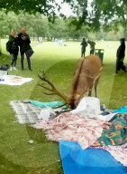FEATURE - Uneingeladener Gast: Ein Hirsch macht sich über ein Picknick in Nottingham her