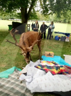 FEATURE - Uneingeladener Gast: Ein Hirsch macht sich über ein Picknick in Nottingham her