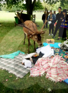 FEATURE - Uneingeladener Gast: Ein Hirsch macht sich über ein Picknick in Nottingham her