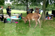 FEATURE - Uneingeladener Gast: Ein Hirsch macht sich über ein Picknick in Nottingham her