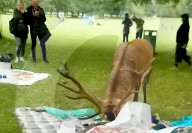 FEATURE - Uneingeladener Gast: Ein Hirsch macht sich über ein Picknick in Nottingham her