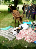 FEATURE - Uneingeladener Gast: Ein Hirsch macht sich über ein Picknick in Nottingham her