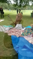 FEATURE - Uneingeladener Gast: Ein Hirsch macht sich über ein Picknick in Nottingham her