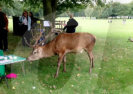 FEATURE - Uneingeladener Gast: Ein Hirsch macht sich über ein Picknick in Nottingham her