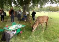 FEATURE - Uneingeladener Gast: Ein Hirsch macht sich über ein Picknick in Nottingham her