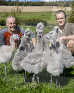 FEATURE - Pretty Flamingo: Mark Haillay und Owen Joiner ziehen im schottischen Oxton Flamingoküken gross