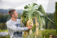 FEATURE - An der Harrogate Flowershow messen sich Züchter von Gigantengemüse