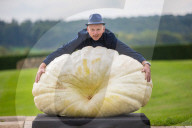FEATURE - An der Harrogate Flowershow messen sich Züchter von Gigantengemüse