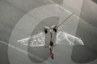 FEATURE - Wie eine Fliege: Der autonom fliegende Schlagflügelroboter