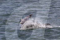 FEATURE - Delfinmutter spielt mit ihrem Kalb vor der schottischen Küste