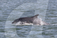 FEATURE - Delfinmutter spielt mit ihrem Kalb vor der schottischen Küste