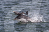 FEATURE - Delfinmutter spielt mit ihrem Kalb vor der schottischen Küste