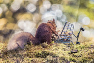 FEATURE - Auf Einkaufstour: Ein Eichhörnchen sammelt Nüsse in Templeton Woods