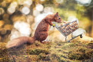 FEATURE - Auf Einkaufstour: Ein Eichhörnchen sammelt Nüsse in Templeton Woods