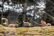 FEATURE - Auf Einkaufstour: Ein Eichhörnchen sammelt Nüsse in Templeton Woods