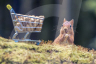 FEATURE - Auf Einkaufstour: Ein Eichhörnchen sammelt Nüsse in Templeton Woods