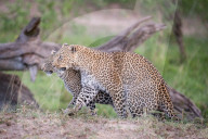 FEATURE - Mama Leopard hat ein junges Gnu erlegt