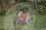 FEATURE - Mama Leopard hat ein junges Gnu erlegt