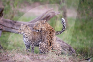 FEATURE - Mama Leopard hat ein junges Gnu erlegt