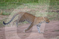 FEATURE - Mama Leopard hat ein junges Gnu erlegt