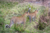 FEATURE - Mama Leopard hat ein junges Gnu erlegt